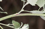 Lambsquarters